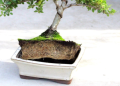 What is a Bound Tree? Easy Guide to Understanding Bound Trees for Beginners