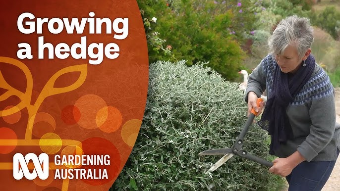 Triple Hedge Explained: Simple Tips for Beginners Now!