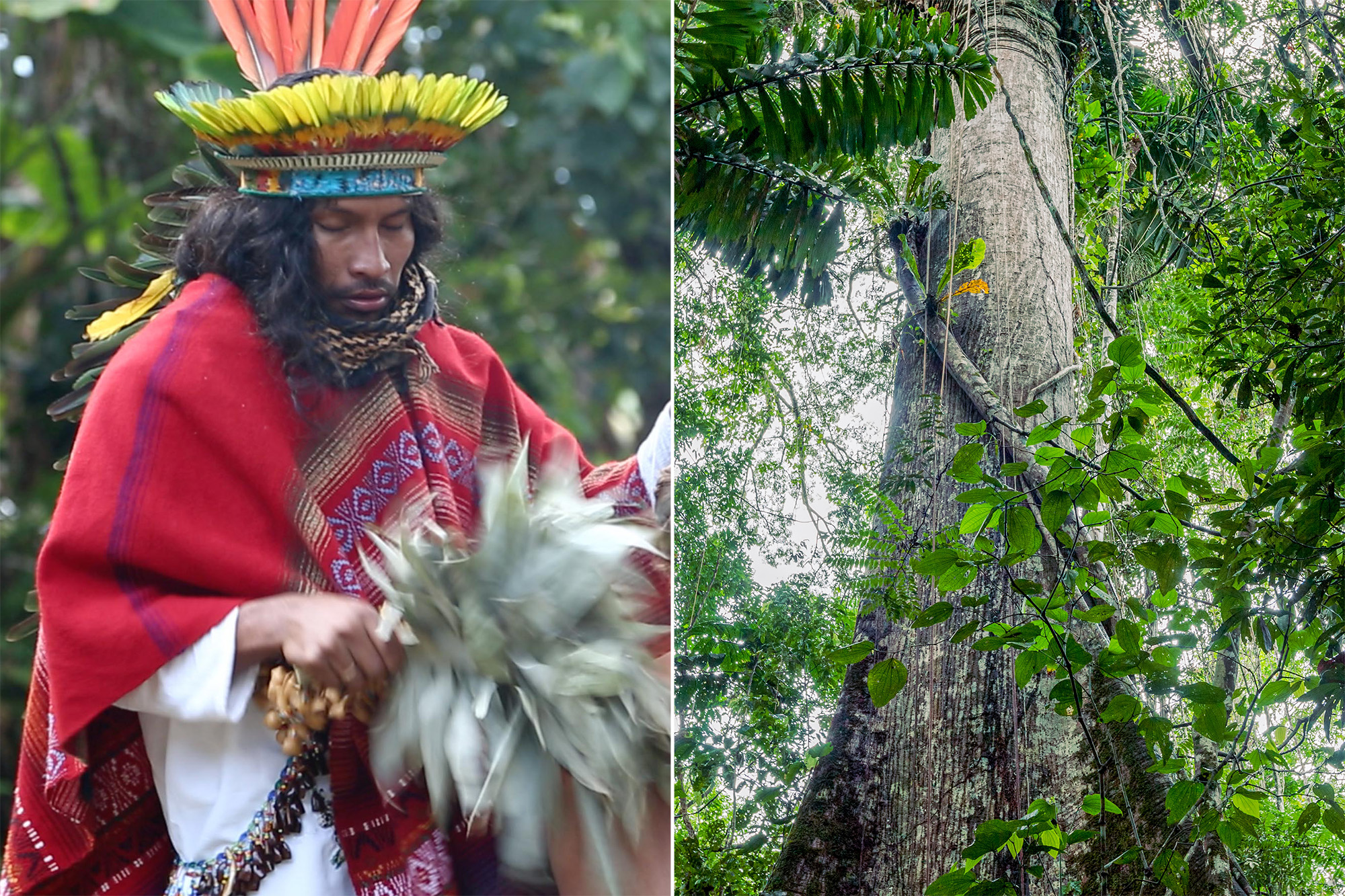 Looking for Ayahuasca Retreat Kansas City? Read This First!