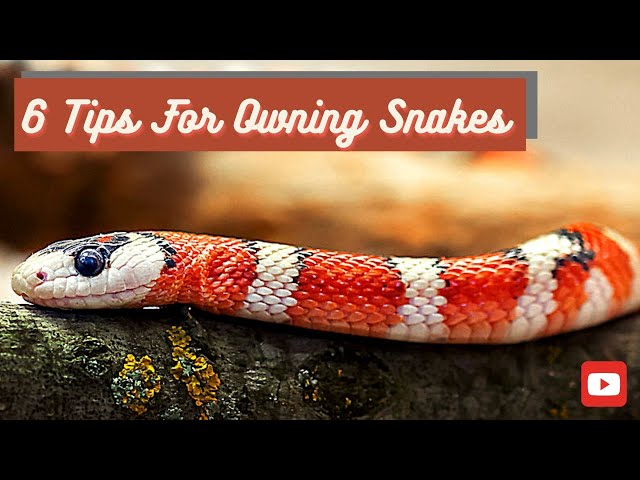 Pet snakes home crossword clue: Easy tips to solve it fast!