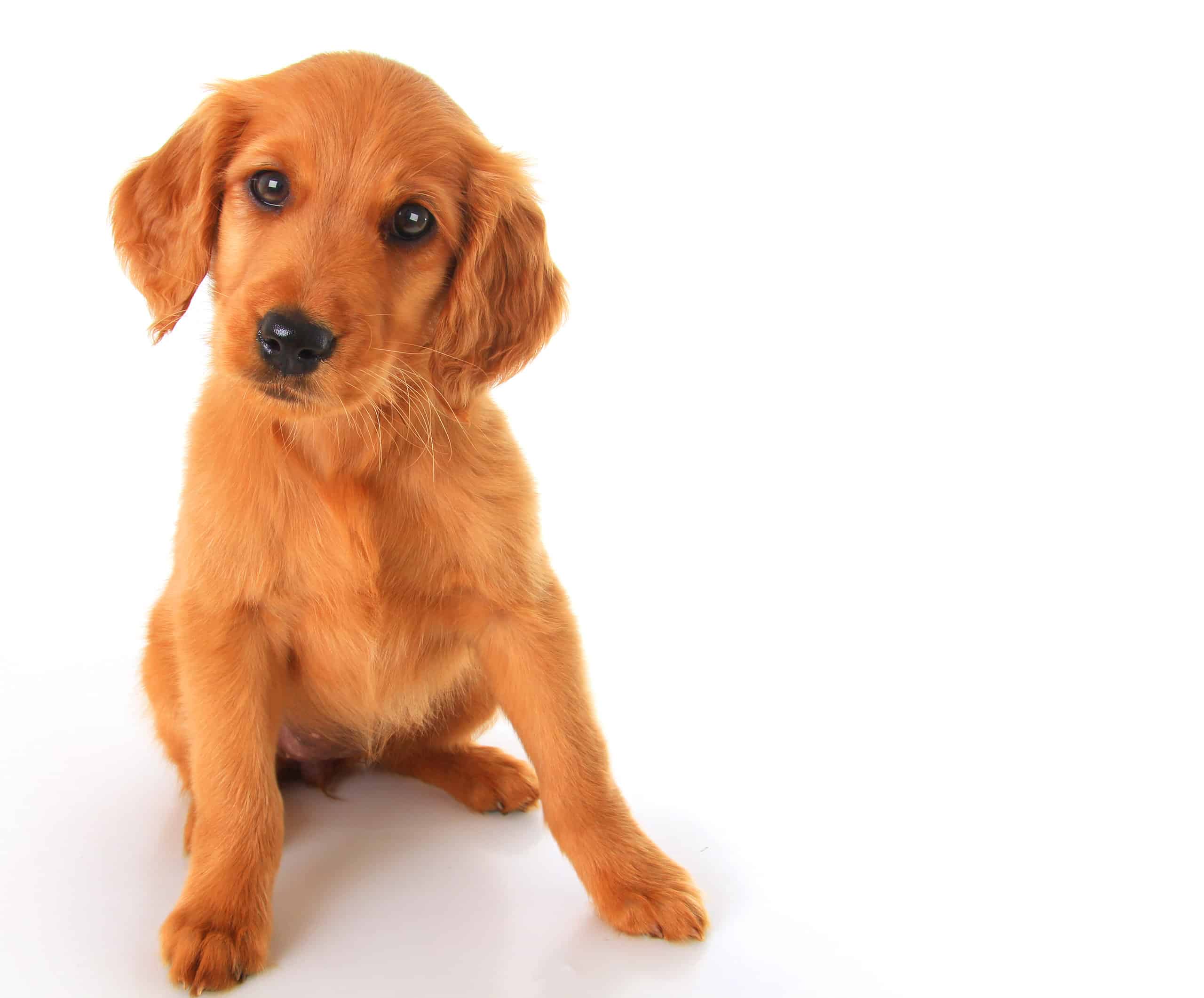 Golden Irish Puppies: Everything You Need to Know!
