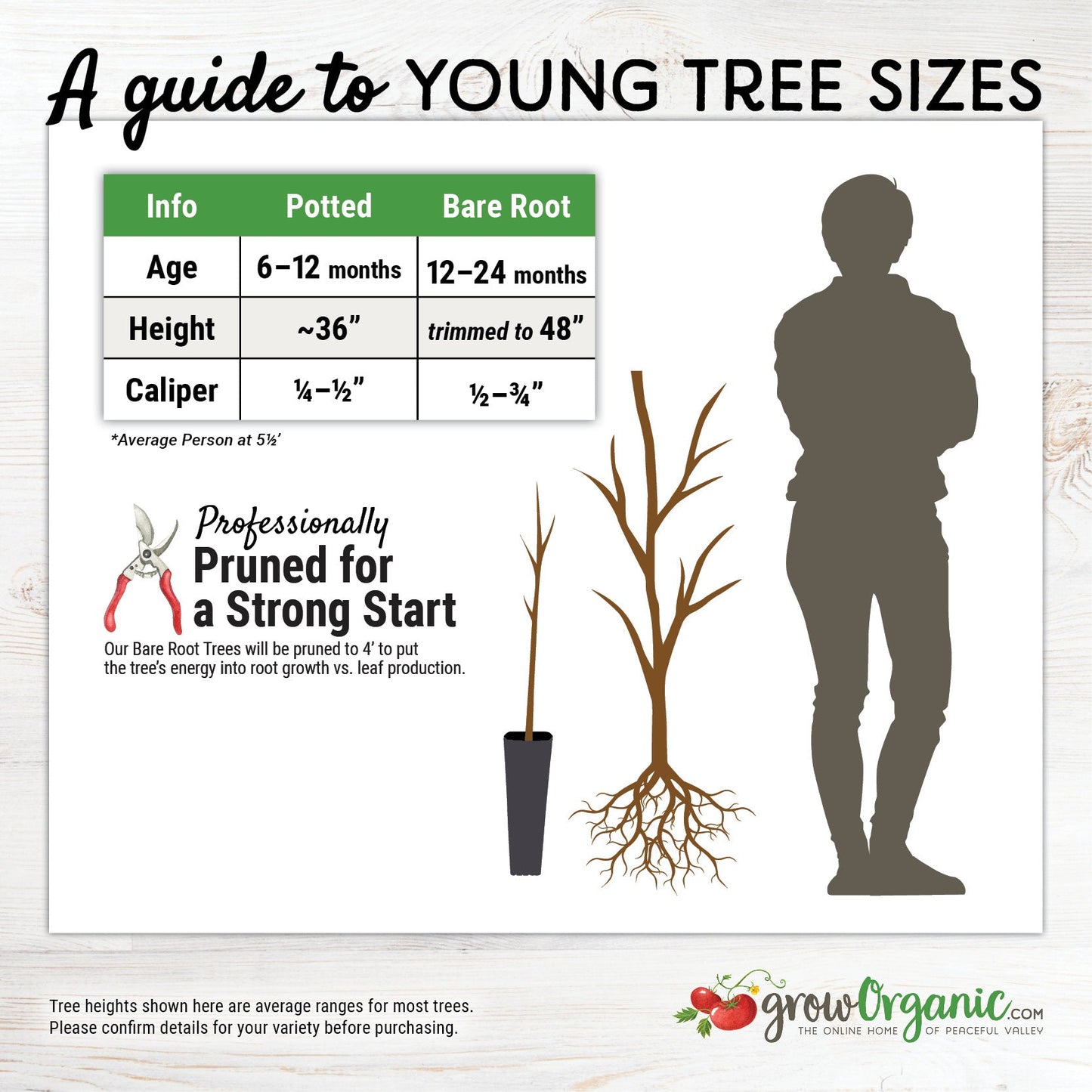 Growing Golden Myers Seeds:Easy planting guide for you!