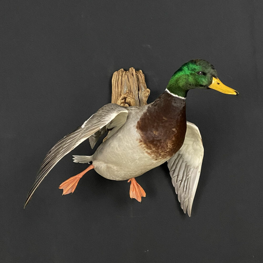 Cheap Duck Mounts & Top Quality? See the Best Here!