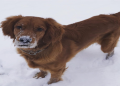 Golden Irish Puppies: Everything You Need to Know!
