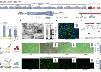 What is 196 Pounds in KG? Get the Simple Conversion Here!