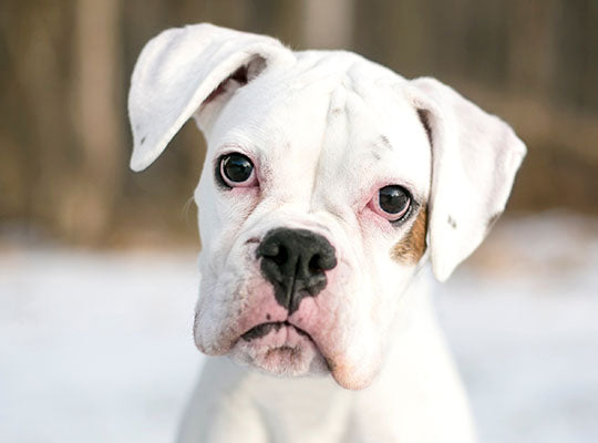 All About White Boxers People: Are They Right for You?