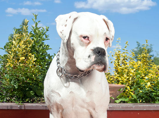 All About White Boxers People: Are They Right for You?