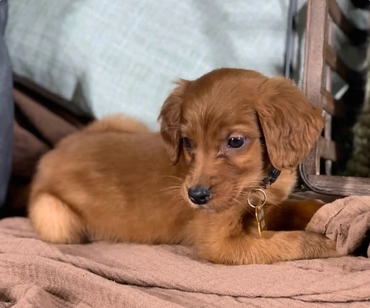 Golden Irish Puppies: Everything You Need to Know!