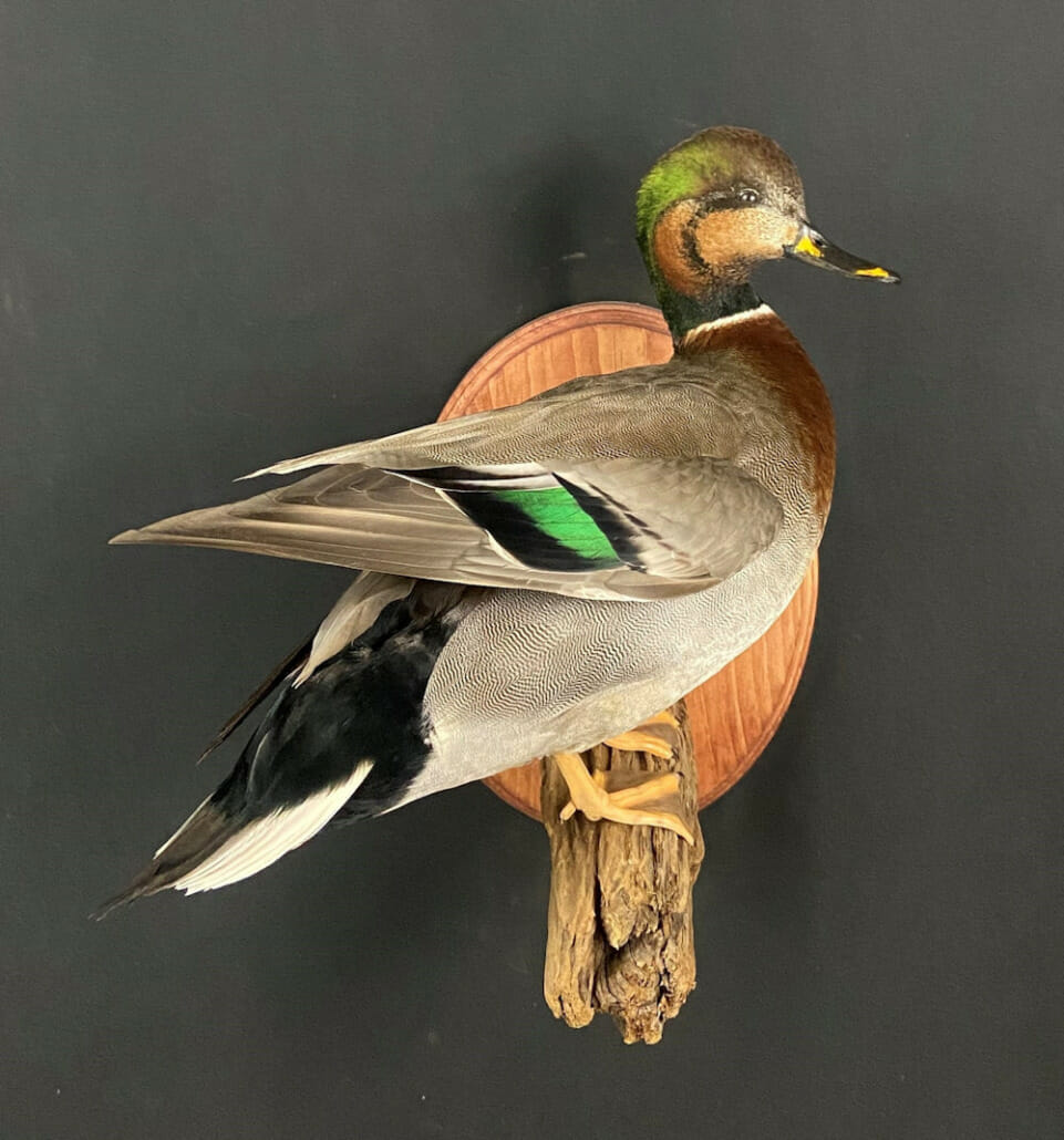 Cheap Duck Mounts & Top Quality? See the Best Here!