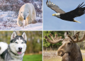 East Jackson Eagles Mascot: Get to Know the Eagle! (Photos & Facts)