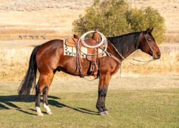 Best Horse Market SF: Find,Buy,Sell Horses(San Francisco Area)