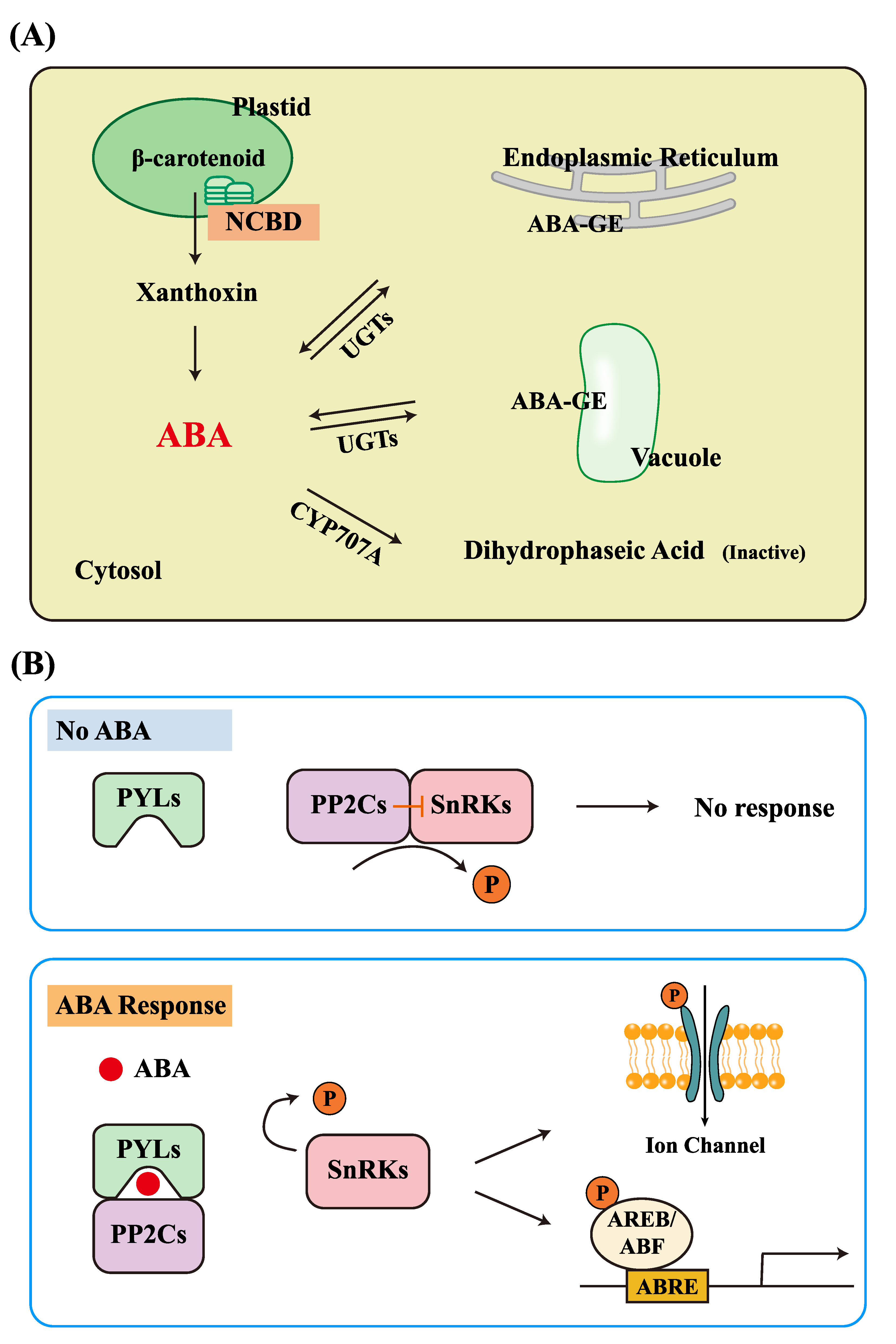 abf-114 Explained: Simple Guide to Understanding What It Is.