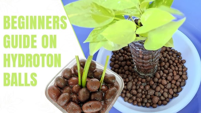 Nitro Balls for plants:How to use? (Gardener experince)